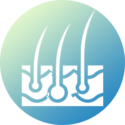 帶毛囊毛發(fā)